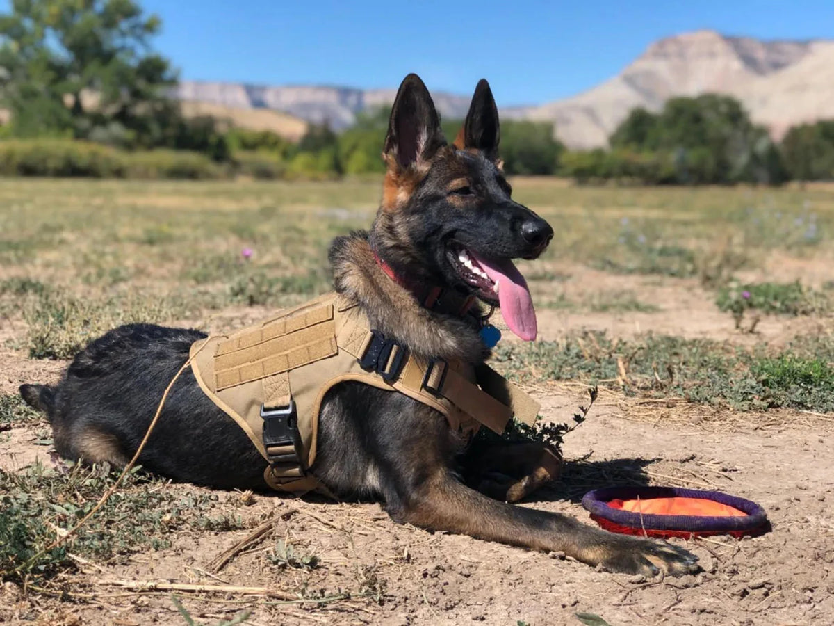 PETRAVEL Adjustable Tactical Dog Harness And Collar Set